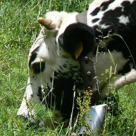 게스트하우스 L'epinette 제라르메르