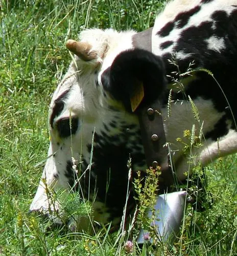 Penzion L'epinette Gérardmer
